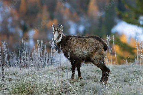 young chamois walking