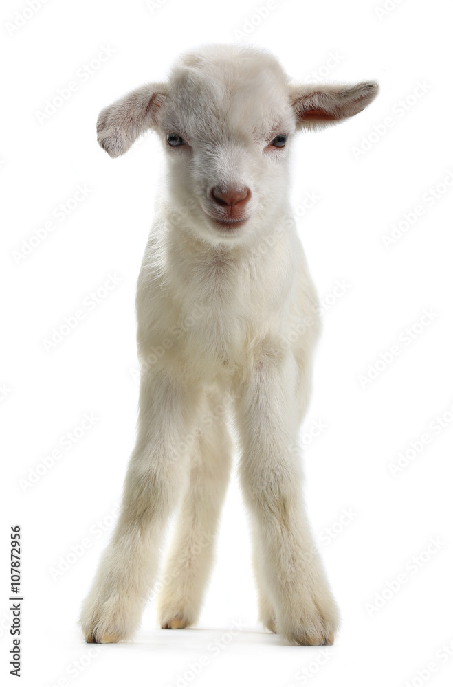 Fototapeta premium goat