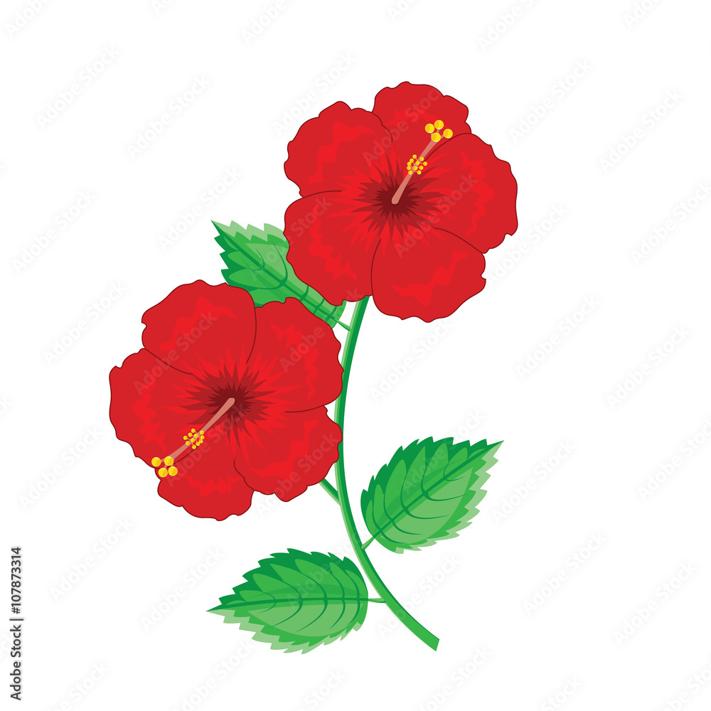 Illustration. hibiscus,Chinese rose color red. Illustration. hibiscus,Chinese rose color red.