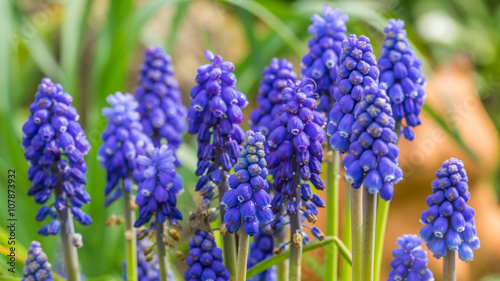 Grape hyacinth  Muscari armeniacum  in spring garden