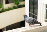 Pigeon on balcony