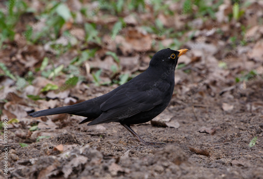 Obraz premium close up of black thrush on ground