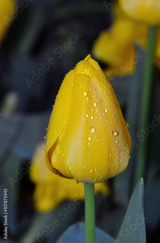 tulip at garden photo