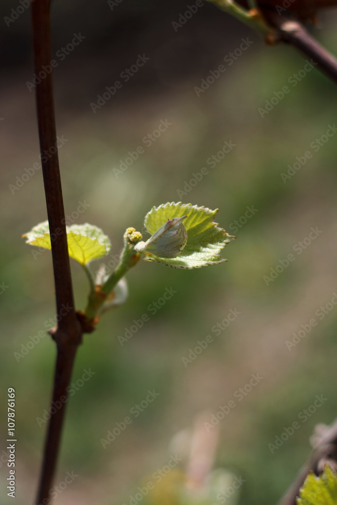 Spring blossoming rod branch Spring blossoming rod branch