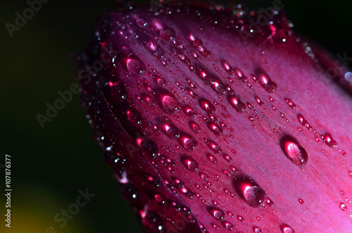 water drop on tulip