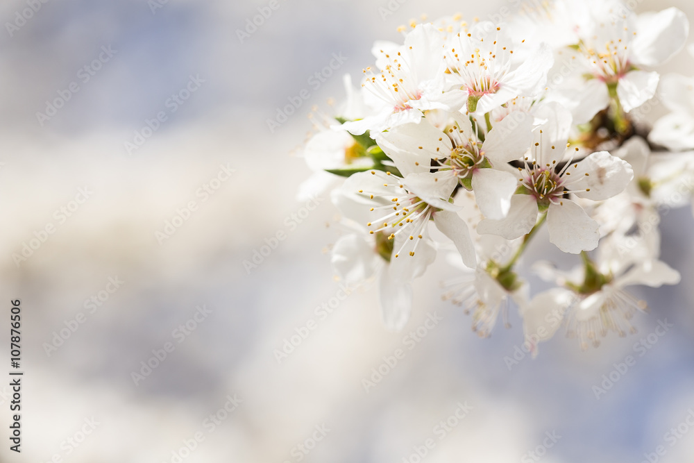 Spring border background with pink blossom Spring border background with pink blossom