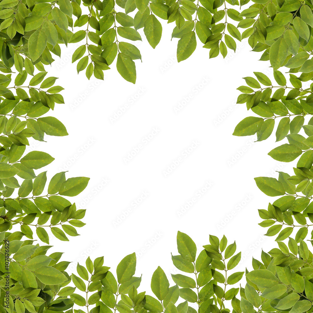 Fototapeta premium Fresh green leaves border isolated on white background.