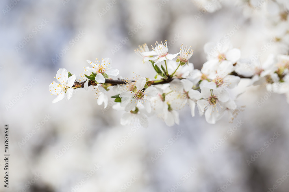 Spring border background with pink blossom