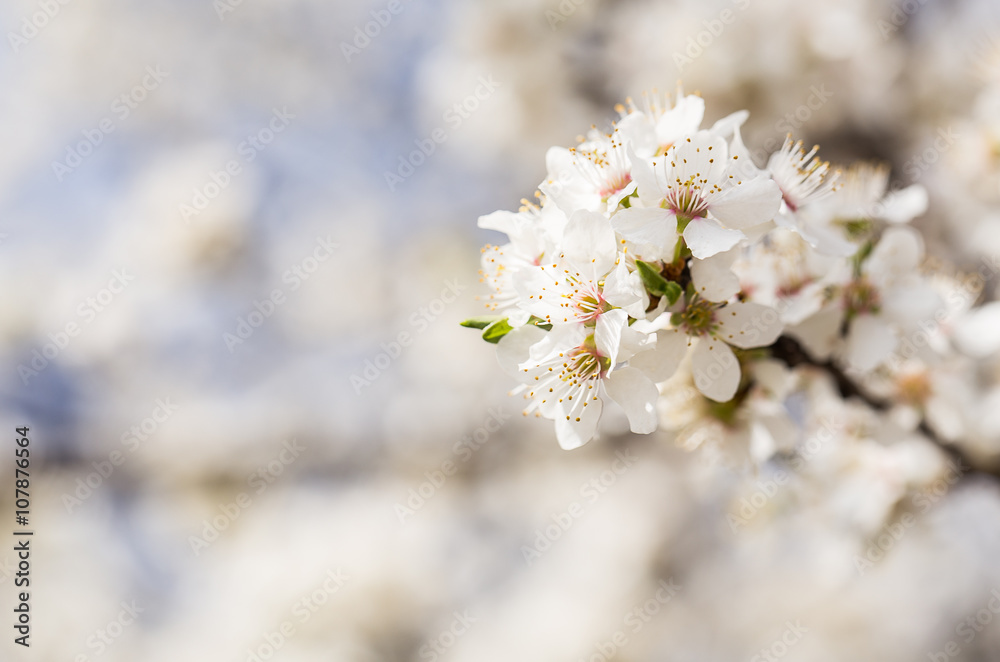 Spring border background with pink blossom Spring border background with pink blossom