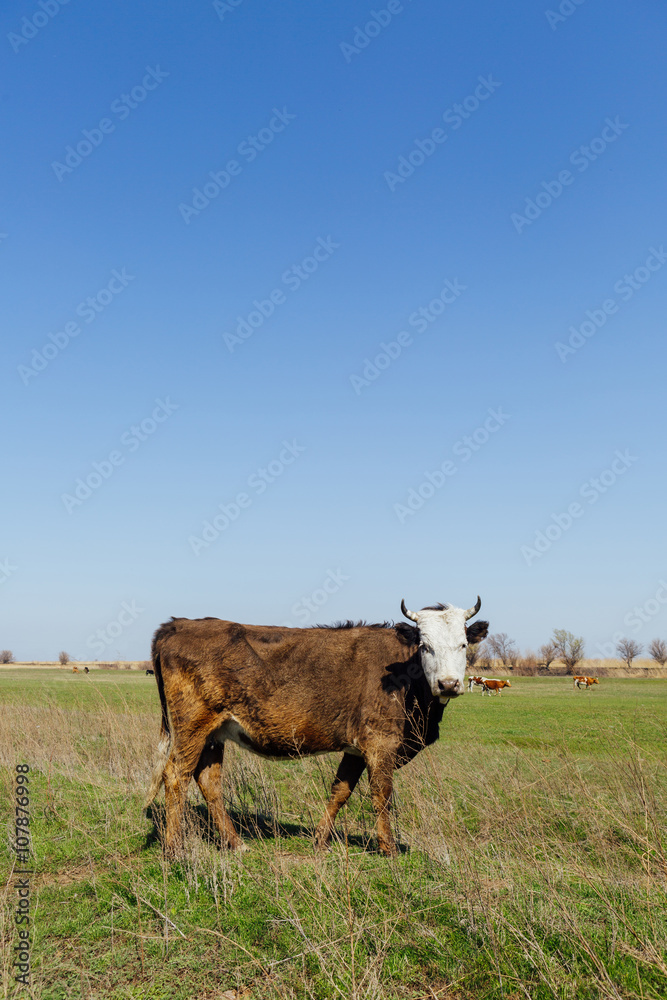 Cow grazing in green meadow and looking at the camera, photo with free space for design Cow grazing in green meadow and looking at the camera, photo with free space for design