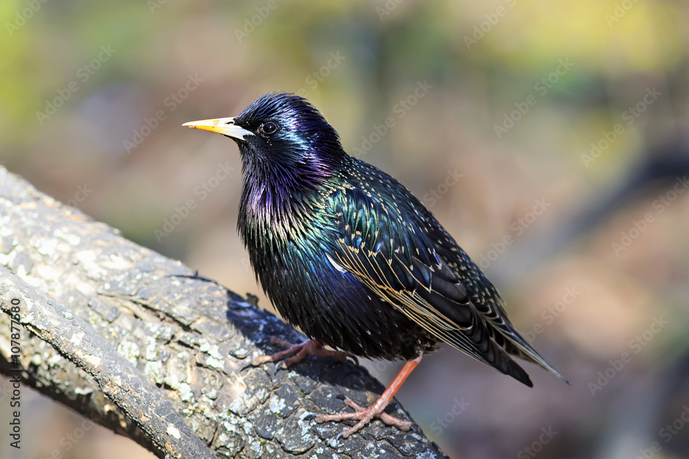 beautiful bird black Starling on the tree in spring in Park beautiful bird black Starling on the tree in spring in Park