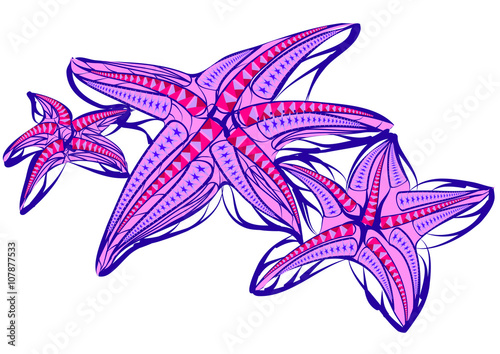 starfish illustration