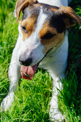 Dog breed Jack Russell Terrier lies on the grass and resting with his tongue hanging out © kkolosov