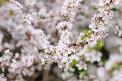 Rings on blooming branches