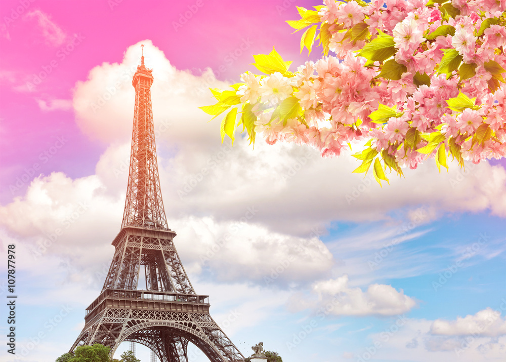 Eiffel Tower Paris sunset sky. Blossoming spring cherry tree