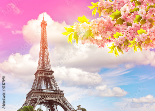 Fototapeta Naklejka Na Ścianę i Meble -  Eiffel Tower Paris sunset sky. Blossoming spring cherry tree