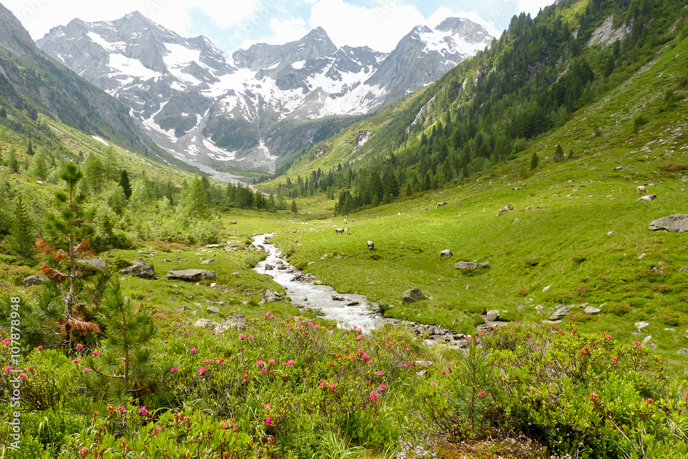 Frühling im Hochgebirge mit Alpenrosen