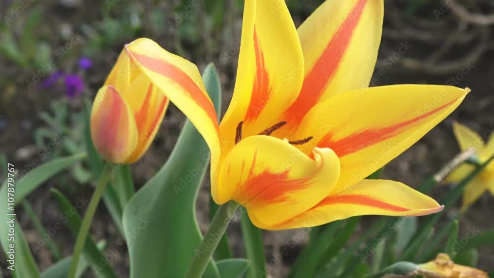 colorful tulips. tulips in spring,colourful tulip colorful tulips. tulips in spring,colourful tulip