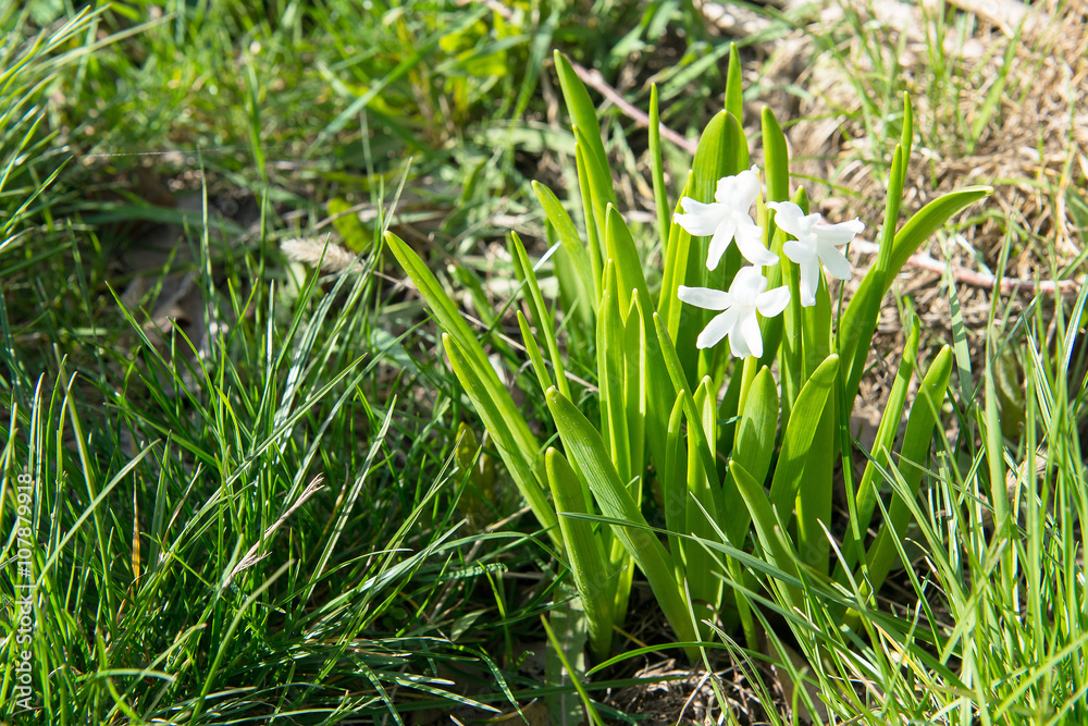 Flowering white, pink and blue hyacinths in spring garden, primroses, floral fragrance of spring flowers, bulbous flowers Flowering white, pink and blue hyacinths in spring garden, primroses, floral fragrance of spring flowers, bulbous flowers