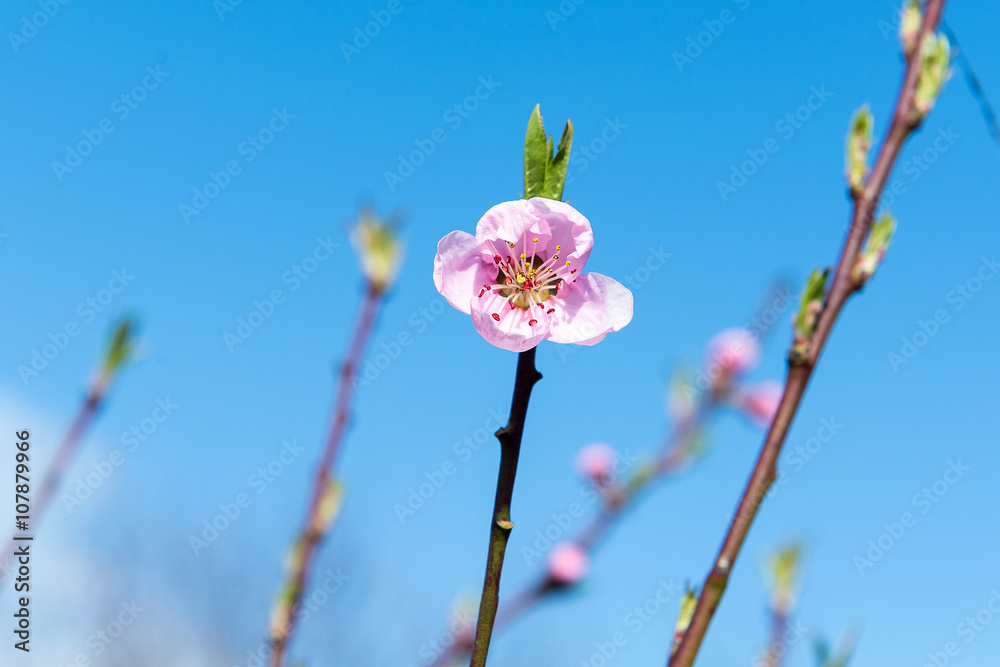 The flower of a cherry tree which blooms on the way. Flowering cherry in the spring, the scent of blossoming apricot.