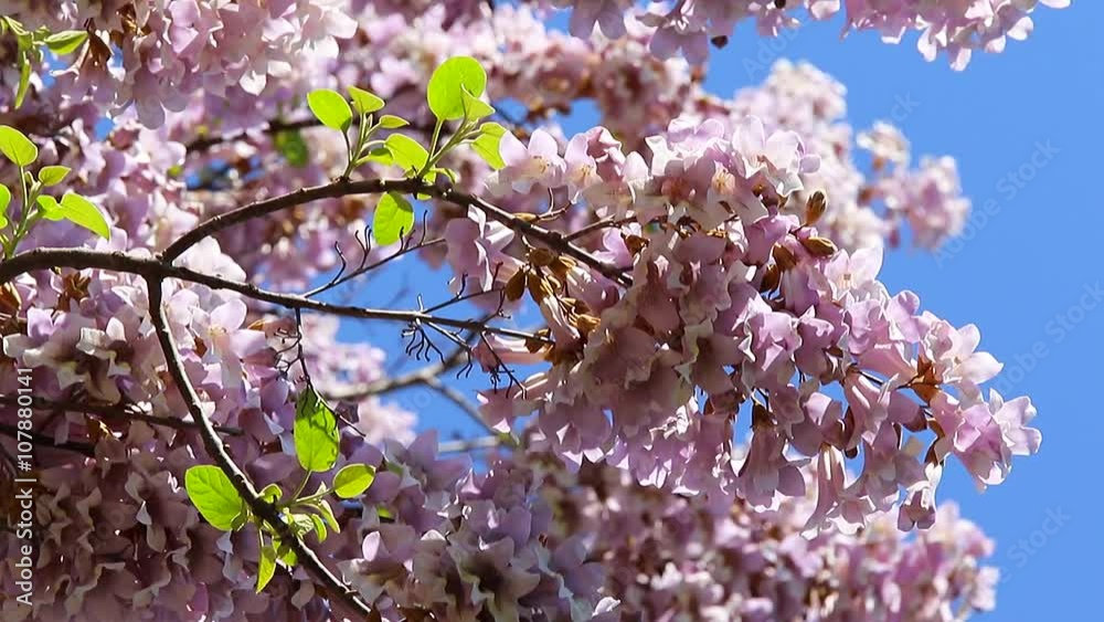 Paulownia Tomentosa Flowers Mooved By The Wind
