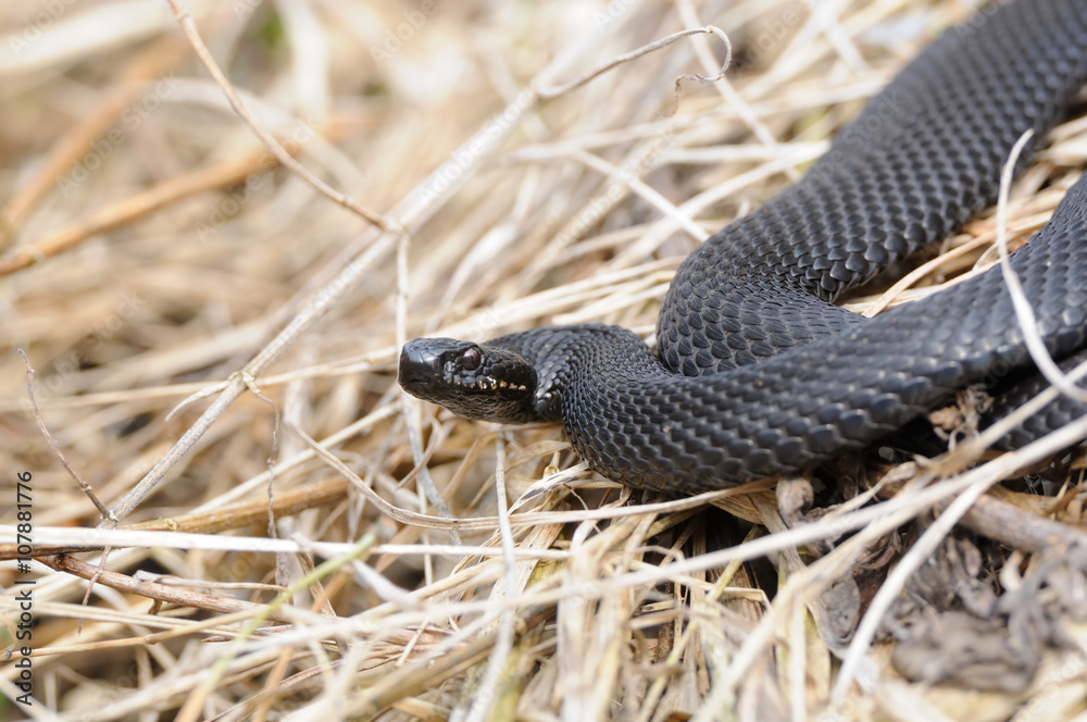 Obraz premium Common European Viper in April