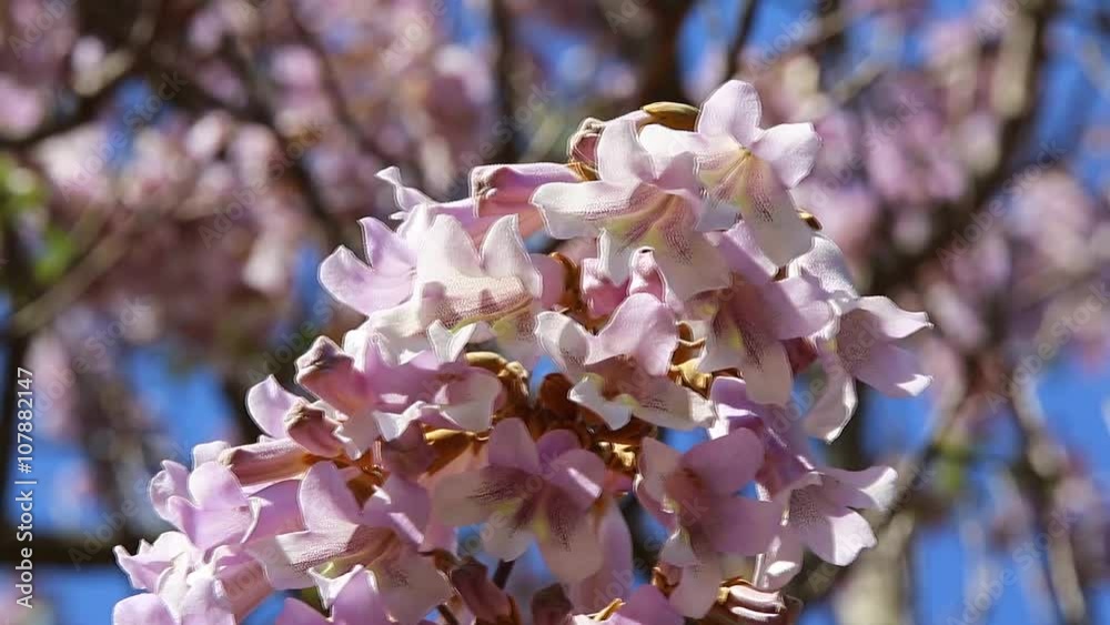 Paulownia Tomentosa Blossom Gently Mooved By The Wind Closeup