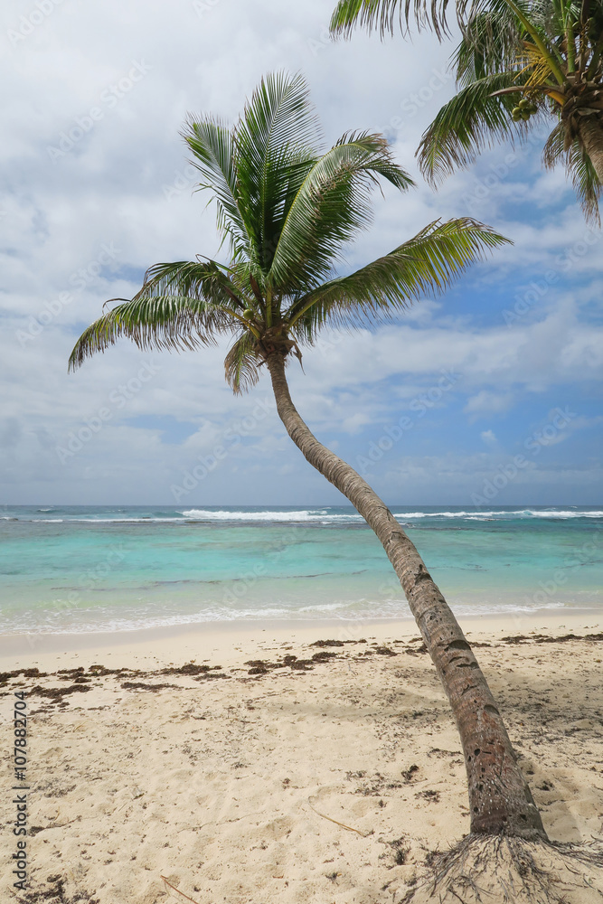 Fototapeta premium Palmen am Sand Strand mit Meer und Himmel in türkis und blau als Hintergrund