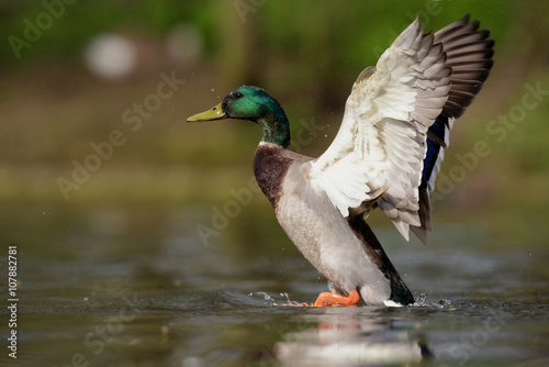 Mallard, Duck, Anas platyrhynchos © Maciej Olszewski