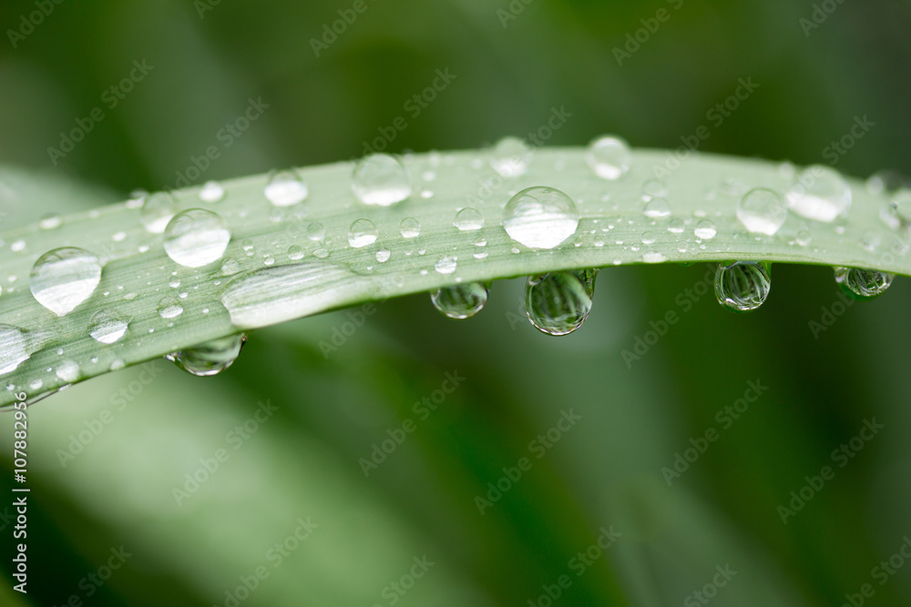 water drops on green leaves. macro photo. selective focus, shallow depth of field water drops on green leaves. macro photo. selective focus, shallow depth of field