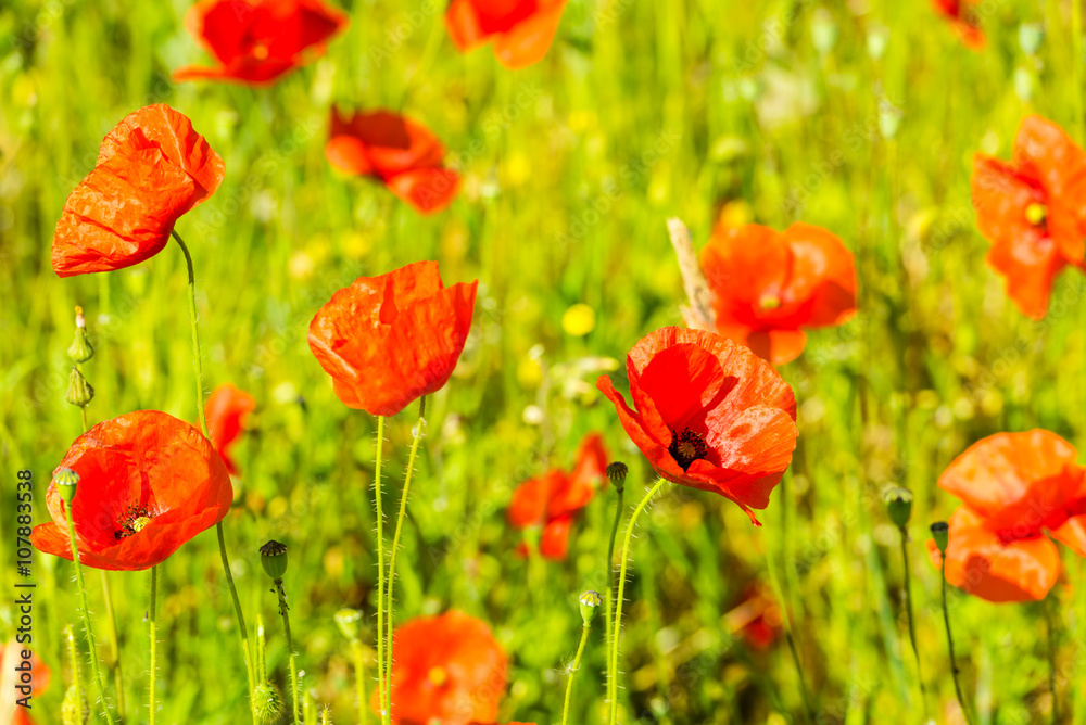 Obraz premium Red poppies in a summer meadow on sunny day