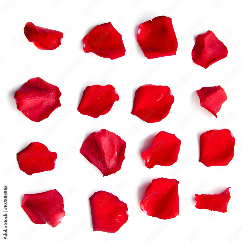 Obraz premium Zestaw czerwonych płatków róż na białym tle