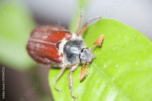 cockchafe