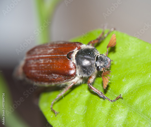 cokcchafer