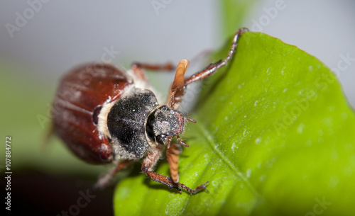 cokcchafer
