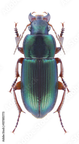 Beetle Harpalus affinis