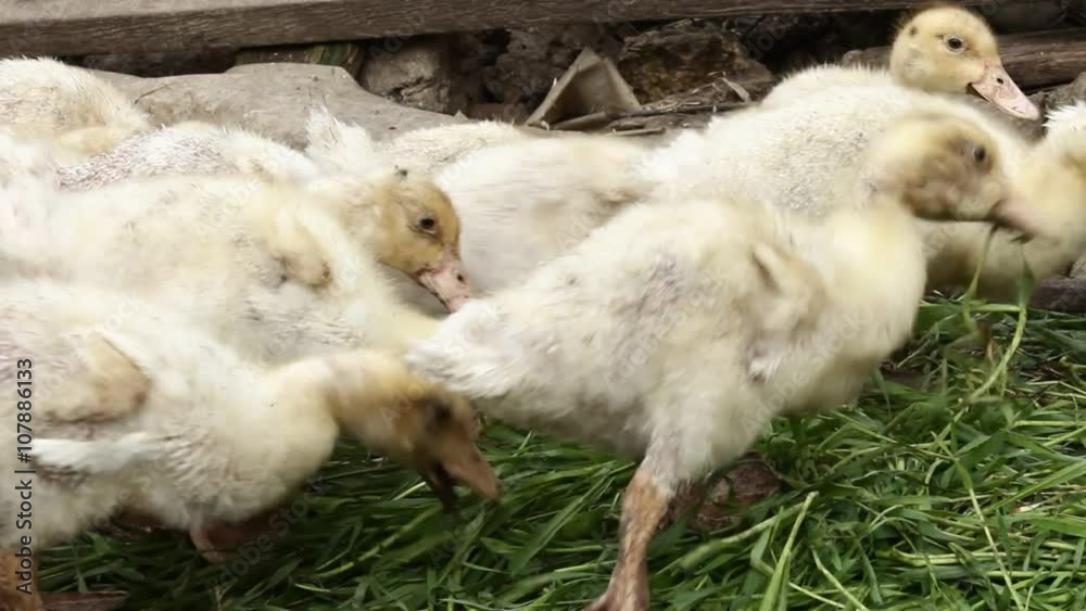 Little ducks eat grass. Little ducks eat grass.