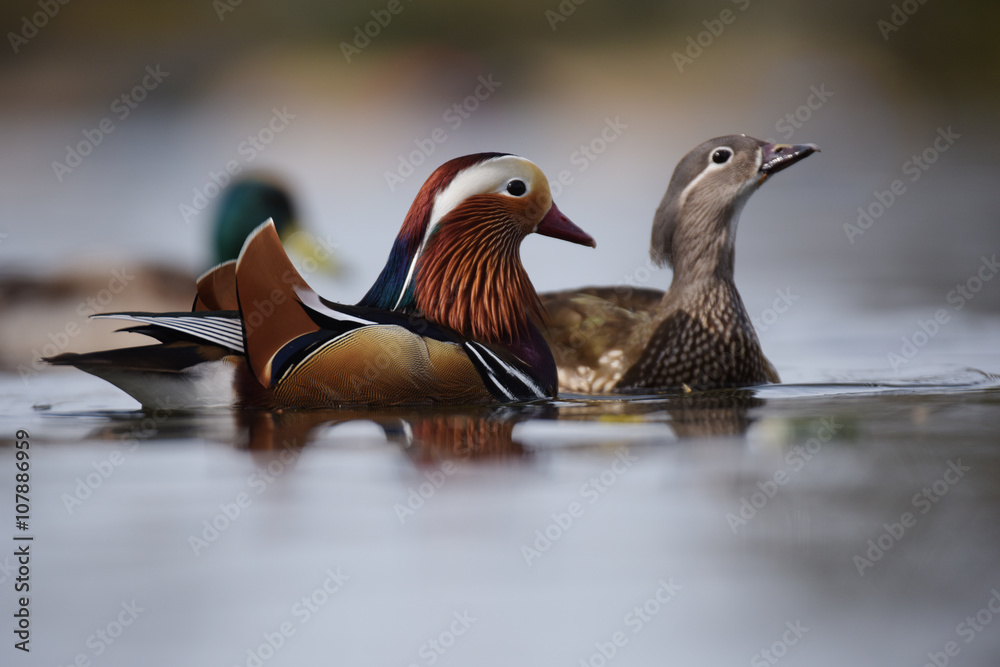Mandarin Duck, Duck Mandarin Duck, Duck