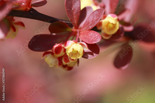 Yellow and red flowers of a barberry