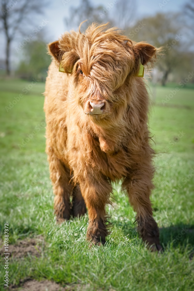 Junges Highland Kalb auf einer Weide blickt neugierig Junges Highland Kalb auf einer Weide blickt neugierig