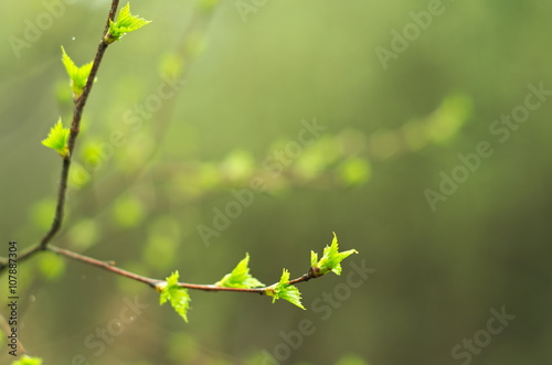 Fototapeta Naklejka Na Ścianę i Meble -  Yung leafs
