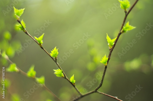 Fototapeta Naklejka Na Ścianę i Meble -  Yung leafs