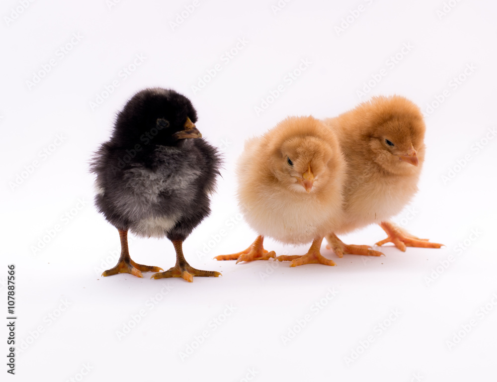 Group of a chicks