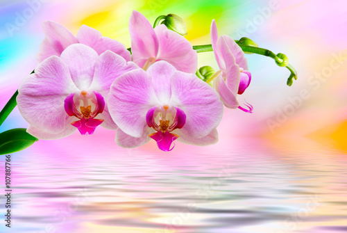 Orchid flower close up