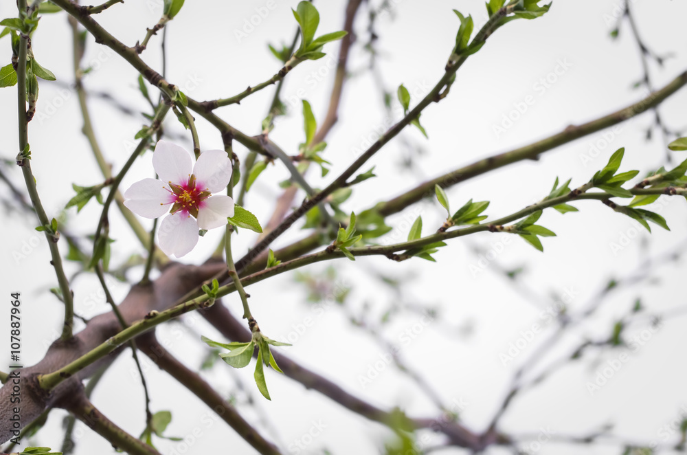 lonely flower on a tree in the garden lonely flower on a tree in the garden