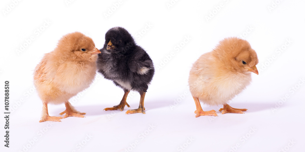 Chicks in a group