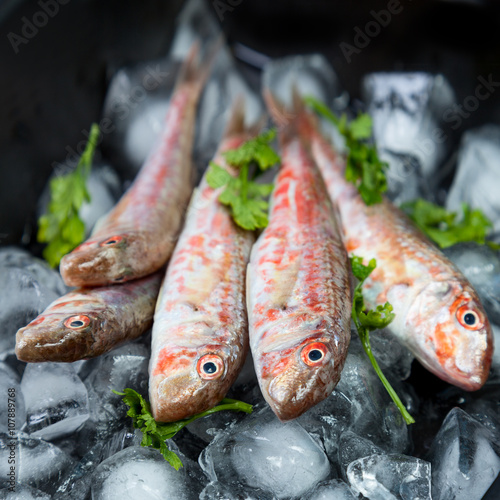 Fresh fish (Mullus barbatus ponticus)