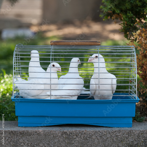 Obraz na płótnie White doves in a small cage