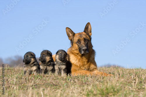 Female German Shepherd dog with three puppies