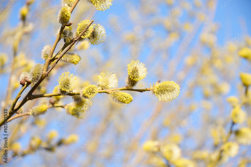 Pussy willow on blue sky. Pussy willow on blue sky.
